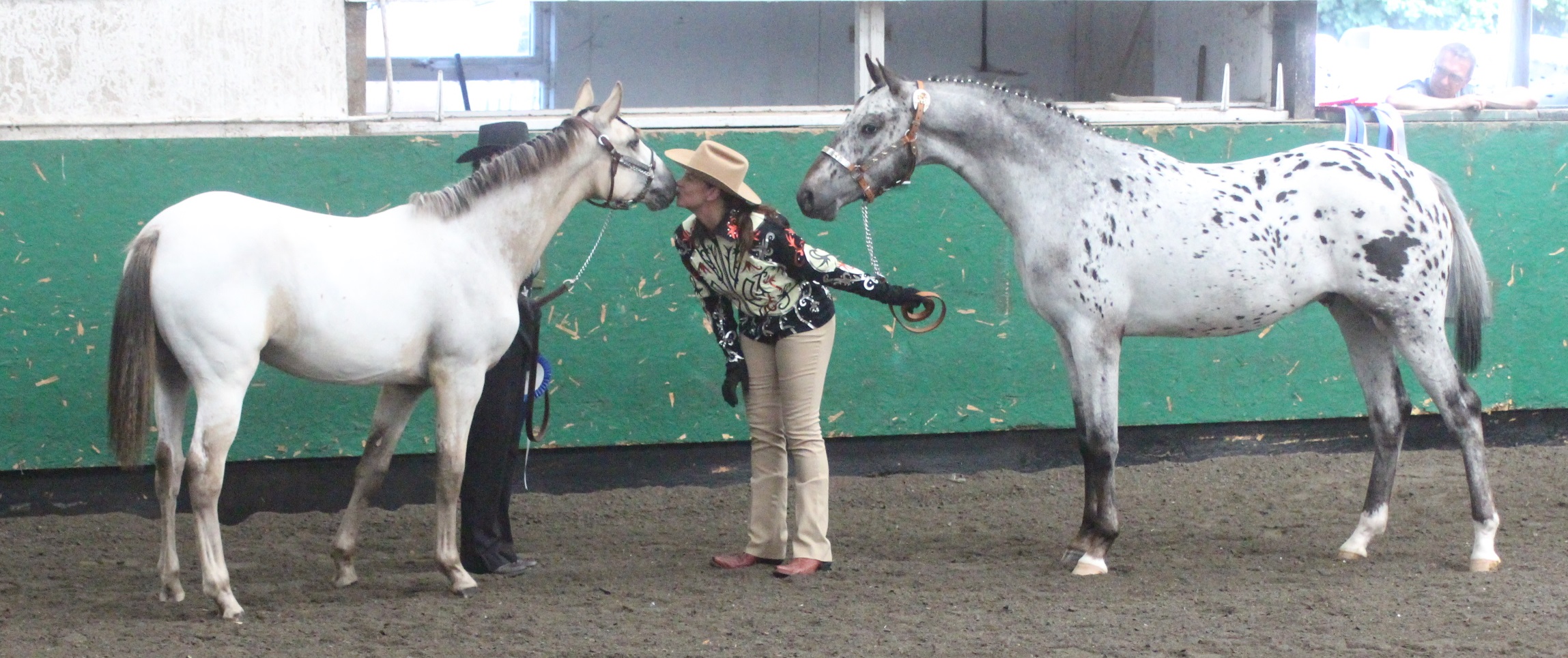 Appaloosa Characteristics – Appaloosa Horse Club (ApHC) UK